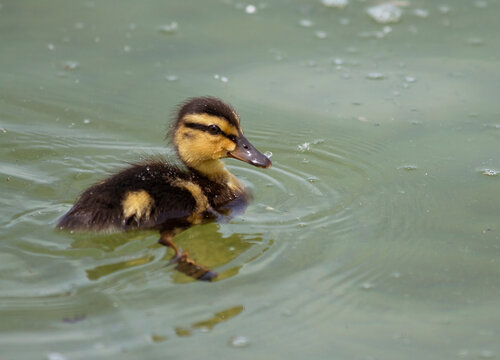 Mallard duckling on Chiemsee, Bavaria, Germany