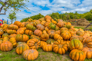 a bunch of yellow pumpkins in autumn