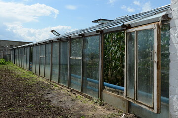 Fototapeta premium Greenhouse for growing fresh greenery on the territory of a prison hospital in the Tver region