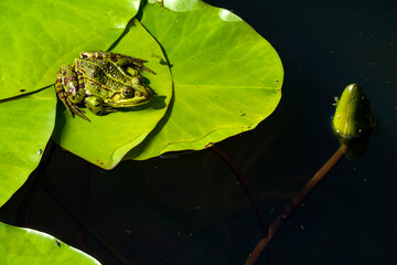 Pool frog perching on lily pad