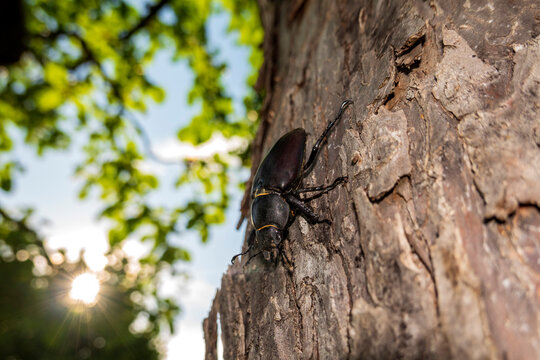 Close-up of stag beetle on tree trunk