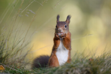 Close-up of red squirrel eating nut on plant