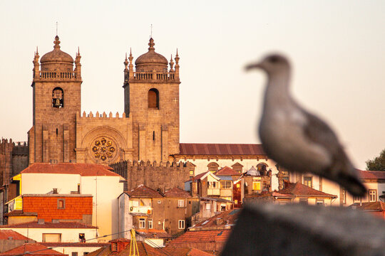 Portugal, Porto District, Porto, Porto Cathedral at dusk with dove perching in foreground