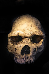 Fossil of a Homo heidelbergensis. Heidelberg Man is the name given to a number of human fossil...