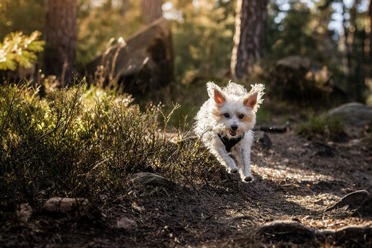 Dog running in Palatine Forest at Palatinate, Germany