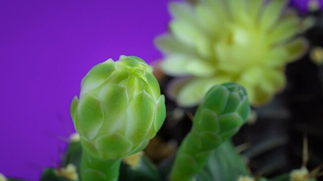 Timelapse 4K. Flowers are blooming.  Cactus, White and soft green  gymnocalycium flower, blooming atop a long, arched spiky plant surrounding  shining from above.