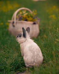 Easter bunny sitting next to a basket in a flowery meadow.