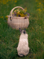 Easter bunny sitting next to a basket in a flowery meadow.