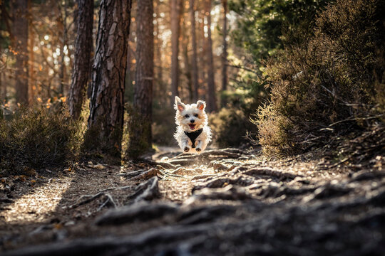 Dog running in Palatinate forest during sunrise at Palatinate, Germany