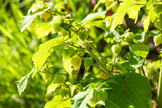 Physalis pruinosa growing outdoors