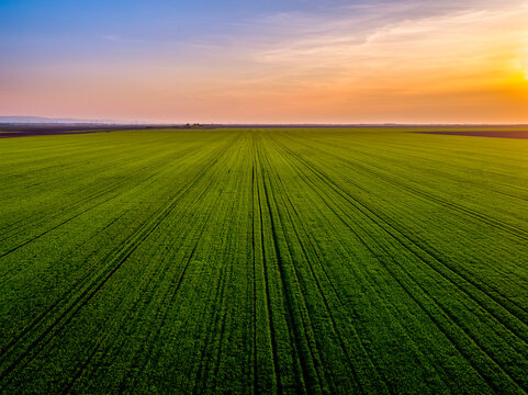 Aerial view of vast green wheat field at sunset