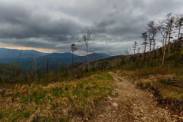 Taiga in the Primorsky region. An old timber road among the destroyed taiga. Old logging site. Dry trees stand on the side of the mountain.