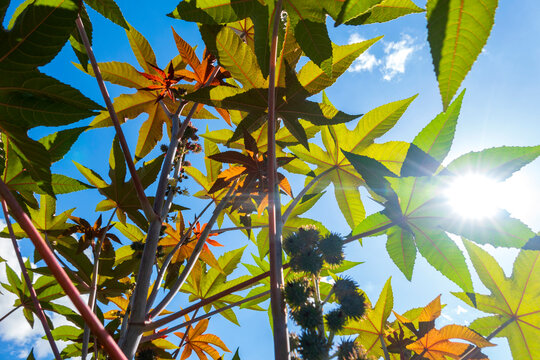 Branches of castor oil plant (Ricinus communis)