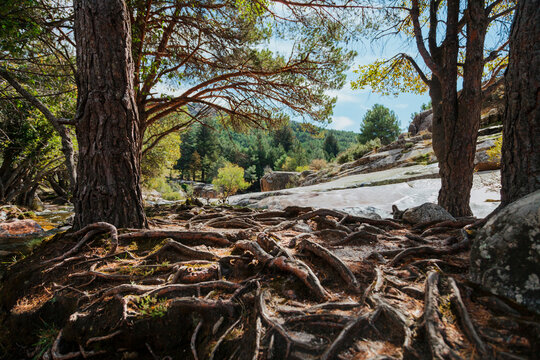 Land by river covered with trees roots in forest at La Pedriza, Madrid, Spain