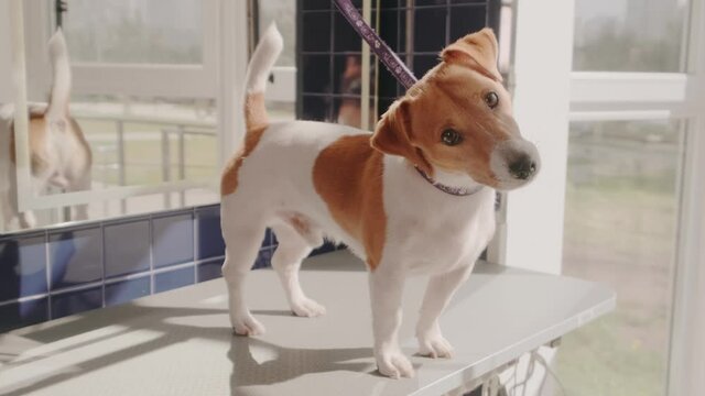 Dog grooming salon. Beautiful dog jack russell terrier at the veterinary clinic. Pet care. High quality 4k footage