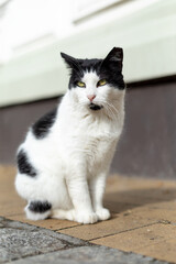 Stray black white cat with green eyes sitting down on sidewalk pavement driveway street