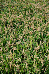 Vertical shot of the rice plant growing and producing grains in the paddy fields