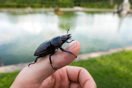 Close-up of stag beetle on thumb against lake