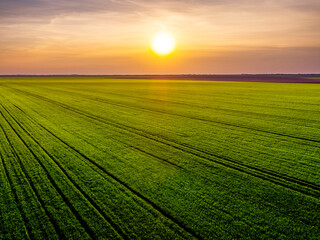 Aerial view of vast green wheat field at sunset