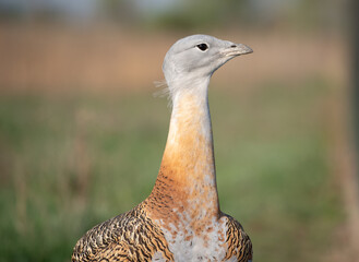 Big bustard on green field