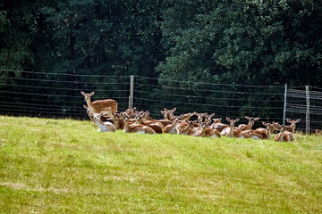 Damwildgehege.