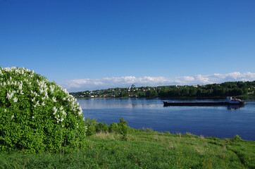 Tutaev, Russia - May, 2021: Blooming lilac bushes on the high bank of the Volga River and a view of the city of Tutaev, Borisoglebskaya side