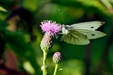 Rapsweißling ( Pieris napi ) auf dem Blütenstand einer Eselsdistel ( Onopordum acanthium ).