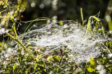 Almost Indian-summer weather here in mid-September..Autumn morning with dewdrops on the grass and a beautiful cobweb on the lawn. Protection of the untouched natural environment. 