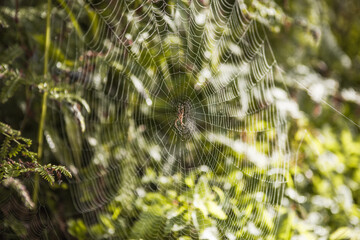 Almost Indian-summer weather here in mid-September..Autumn morning with dewdrops on the grass and a beautiful cobweb on the lawn. Protection of the untouched natural environment. 