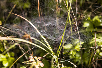 Almost Indian-summer weather here in mid-September..Autumn morning with dewdrops on the grass and a beautiful cobweb on the lawn. Protection of the untouched natural environment. 