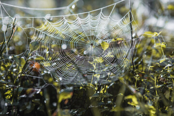 Almost Indian-summer weather here in mid-September..Autumn morning with dewdrops on the grass and a beautiful cobweb on the lawn. Protection of the untouched natural environment. 