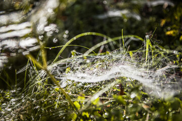 Almost Indian-summer weather here in mid-September..Autumn morning with dewdrops on the grass and a beautiful cobweb on the lawn. Protection of the untouched natural environment.