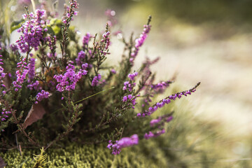 Obraz premium Flowering Calluna vulgaris (common heather, ling, or simply heather) under blue sky and white fluffy clouds, Purple flowers on the hilly side field