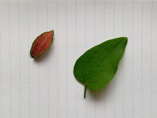 Leaf on paper