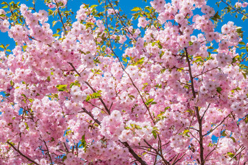 Lush blooming pink sakura blossoms. Spring Background image