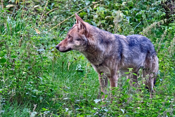 Fototapeta premium Ein Europäischer Wolf ( Canis lupus ).