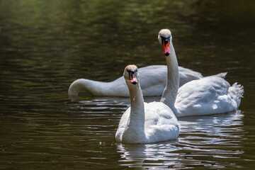 Graceful white Swans swimming in the lake, swans in the wild