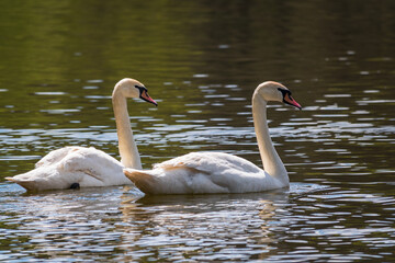 Two graceful white swans swim in the dark water.