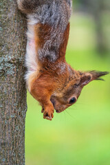 Naklejka na ściany i meble Squirrel eats a nut while sitting upside down on a tree trunk
