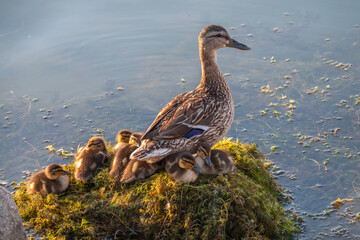 Adult duck with many ducklings sits on green shore of pond