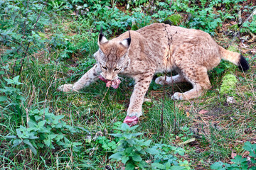 Eurasischer Luchs oder Nordluchs ( Lynx lynx ).