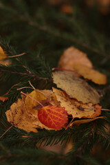 fallen autumn leaves