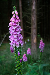 Obraz premium Digitalis purpurea flower, foxglove,common foxglove, purple foxglove,lady's glove. Dark unsharp trees and forest in background. Amersfoort,the netherlands.Original source of the heart medicine digoxin