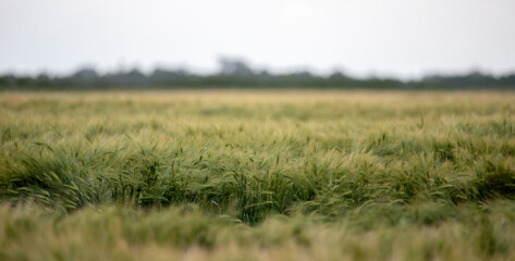 Peaceful green field in Hungary