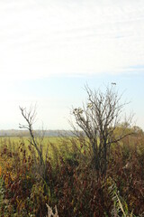 trees in the field, plant species in autumn