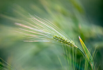 Peaceful green field in Hungary