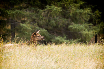 the little deer, rocky mountains - canada