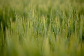 Peaceful green field in Hungary