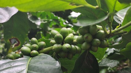 Group of coffee berries on coffee leaves