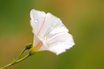 Cream white bindweed bloom in the morning light